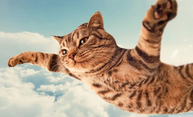 flying cat