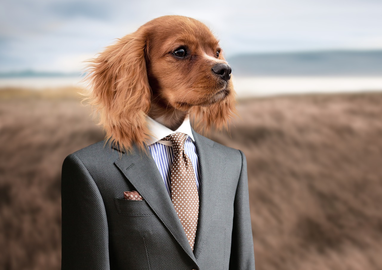 dog in suit